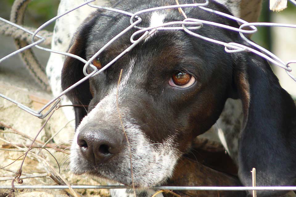 Ein Hund als Fall für den Tierschutz Deutschland