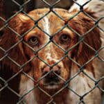 Hund aus Tierheim holen