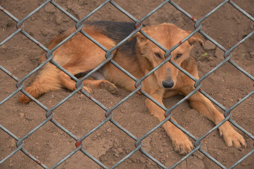 Hund im Tierheim