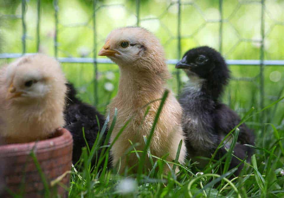 Kleine Hühner artgerecht gehalten