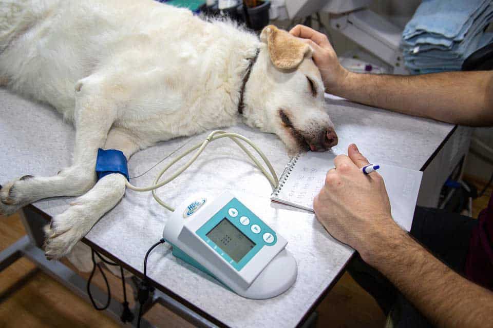 Tierarzt behandelt einen Hund