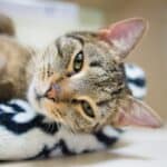 Photo Animal shelter