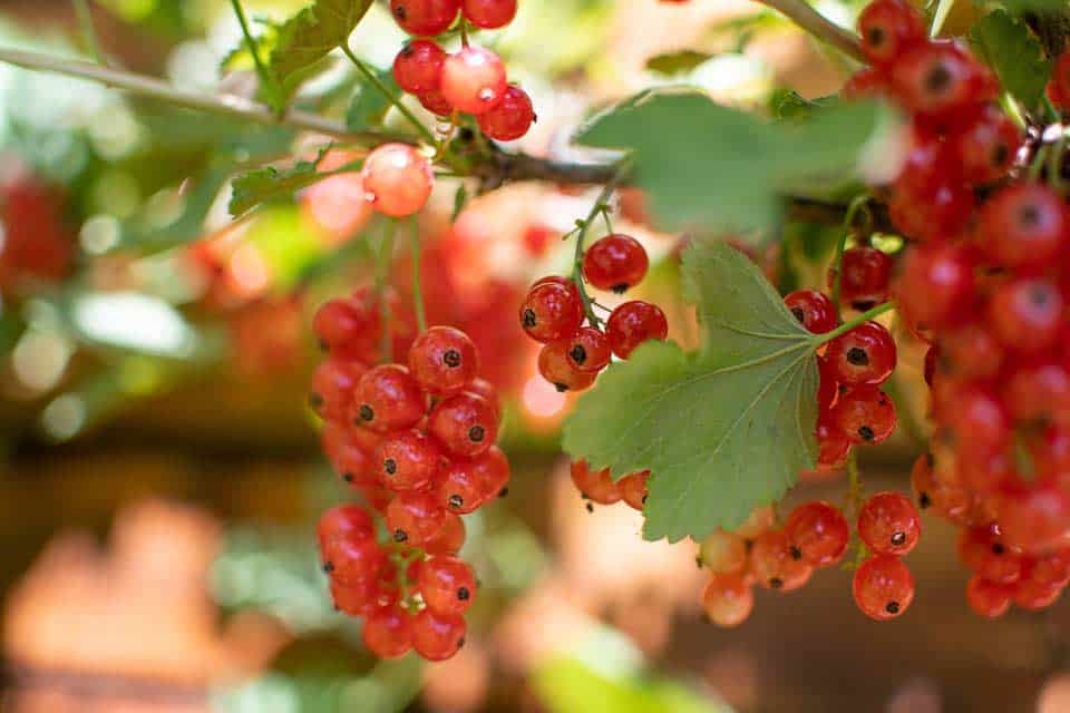 Nachhaltiger Garten mit Johannisbeeren