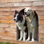 Hundehütten bauen als Tierschutzprojekt (depositphotos.com)