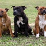 Staffordshire Bull Terrier (depositphotos.com)