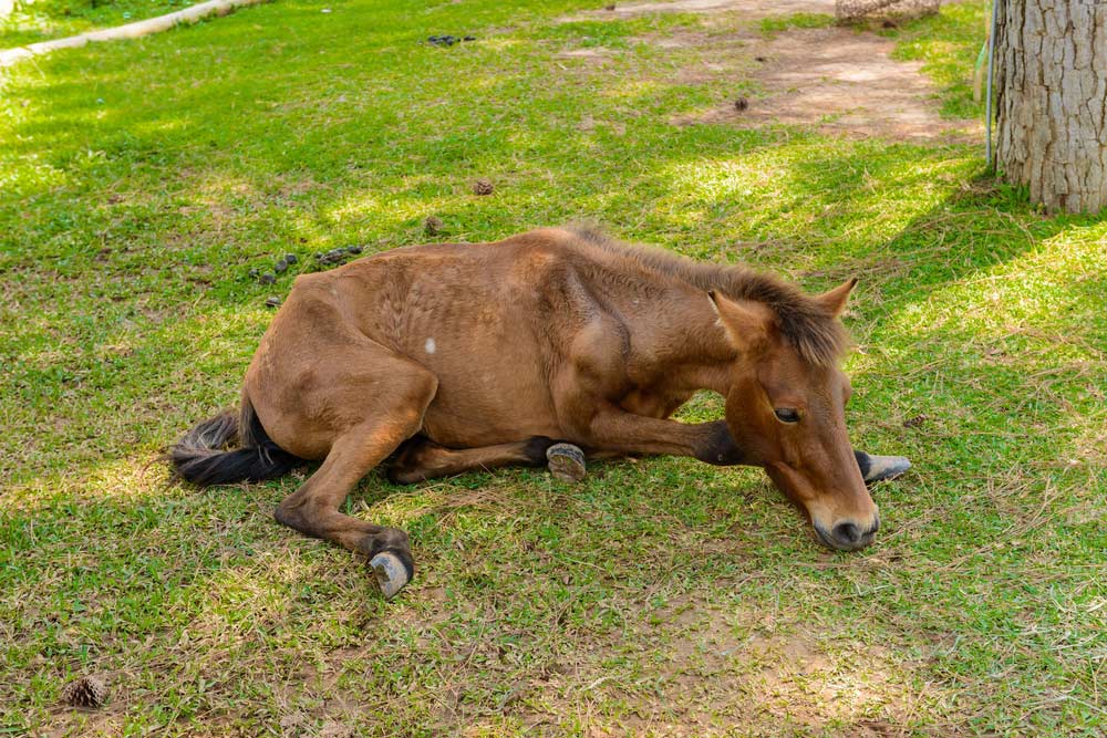 Pferd in Not (depositphotos.com)
